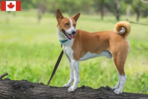 Read more about the article Criadores de Basenji e cachorros no Canadá