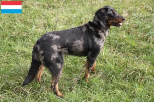 Read more about the article Criadores de Beauceron e cachorros no Luxemburgo