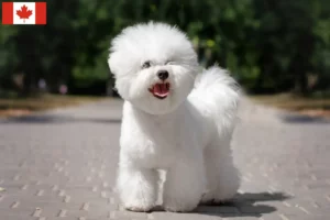 Read more about the article Criadores de Bichon Frisé e cachorros no Canadá