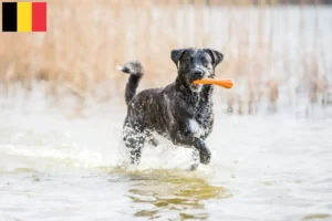 Read more about the article Cão Fila de São Miguel criadores e cachorros na Bélgica