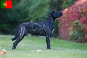 Read more about the article Cão Fila de São Miguel criadores e cachorros em Portugal