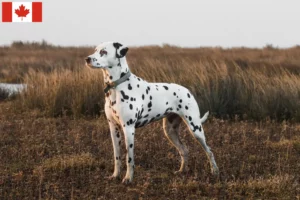 Read more about the article Criadores de dálmatas e cachorros no Canadá