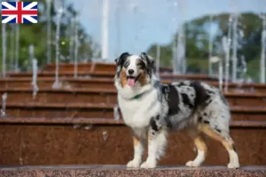 Read more about the article Criadores de Australian Shepherd e cachorros no Reino Unido