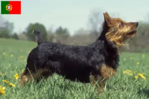 Read more about the article Criadores de Australian Terrier e cachorros em Portugal