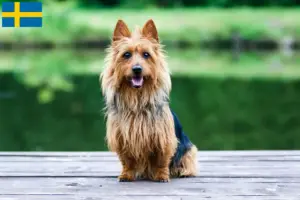 Read more about the article Criadores de Australian Terrier e cachorros na Suécia