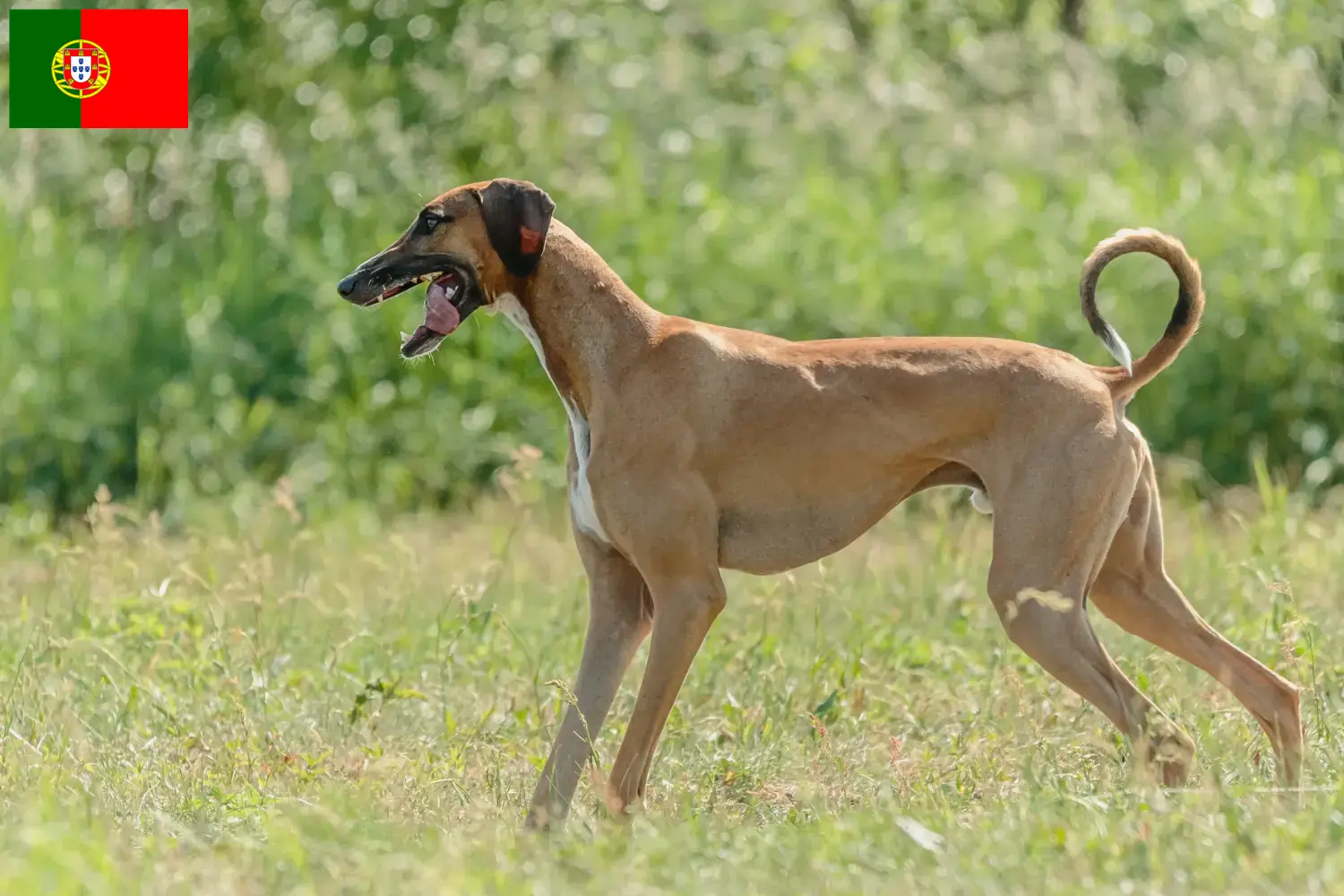 Read more about the article Criadores de Azawakh e cachorros em Portugal