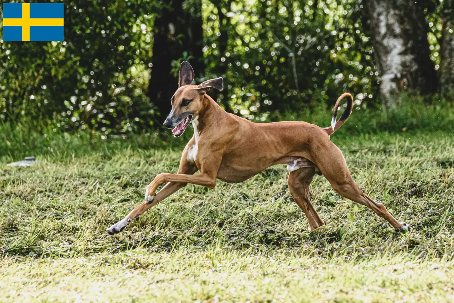 Read more about the article Criadores de Azawakh e cachorros na Suécia