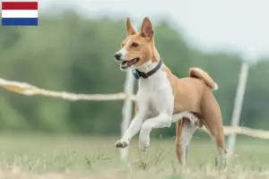 Read more about the article Criadores de Basenji e cachorros nos Países Baixos