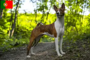 Read more about the article Criadores de Basenji e cachorros em Portugal