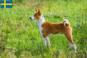 Read more about the article Criadores de Basenji e cachorros na Suécia