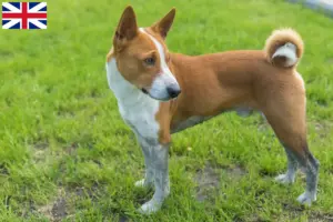 Read more about the article Criadores de Basenji e cachorros na Grã-Bretanha