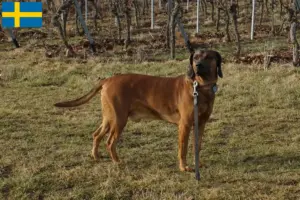 Read more about the article Criadores de Bavarian Mountain Hound e cachorros na Suécia