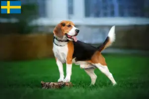 Read more about the article Criadores de Beagle e cachorros na Suécia