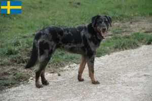 Read more about the article Criadores de Beauceron e cachorros na Suécia