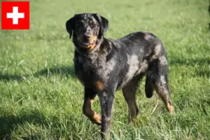 Read more about the article Criadores de Beauceron e cachorros na Suíça