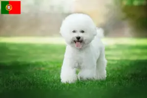 Read more about the article Criadores de Bichon Frisé e cachorros em Portugal