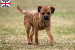 Read more about the article Criadores de Border Terrier e cachorros na Grã-Bretanha