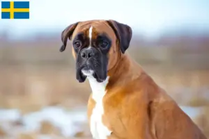 Read more about the article Criadores de boxer e cachorros na Suécia