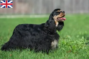 Read more about the article Criadores de Cocker Spaniel Americano e cachorros na Grã-Bretanha