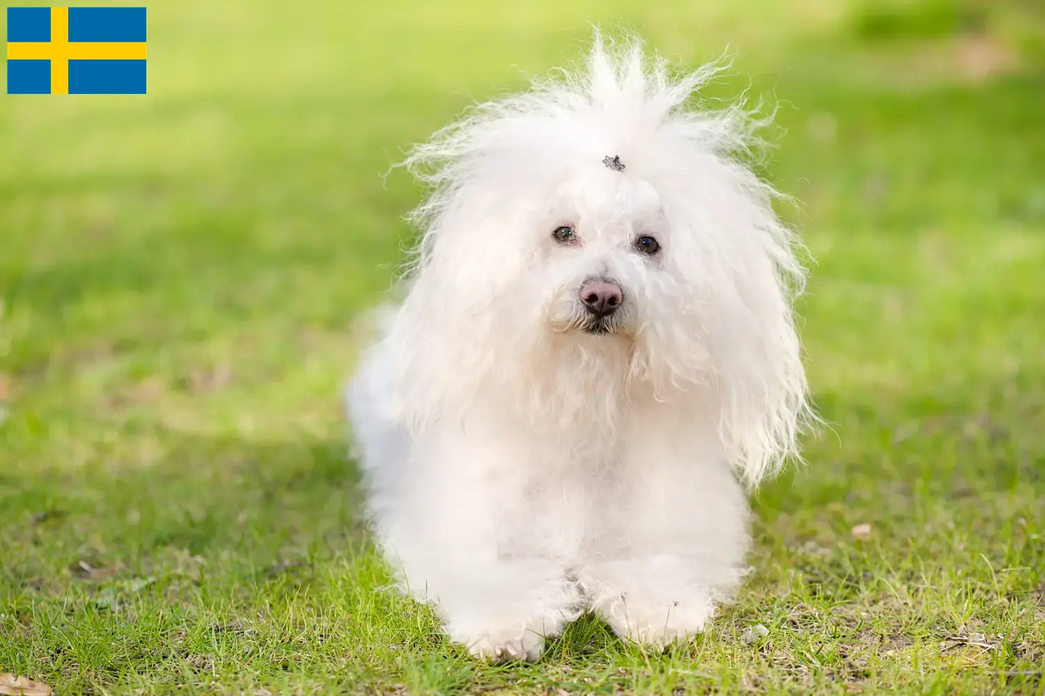 Read more about the article Criadores de bolonhesa e cachorros na Suécia