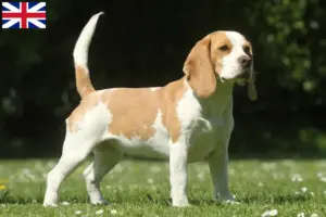 Read more about the article Criadores de Beagle e cachorros na Grã-Bretanha