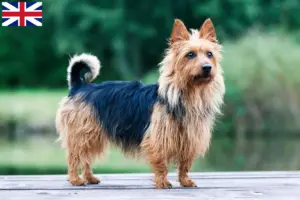 Read more about the article Criadores de Australian Terrier e cachorros na Grã-Bretanha