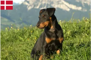 Read more about the article Criador de Terrier Alemão de Caça e cachorros na Dinamarca