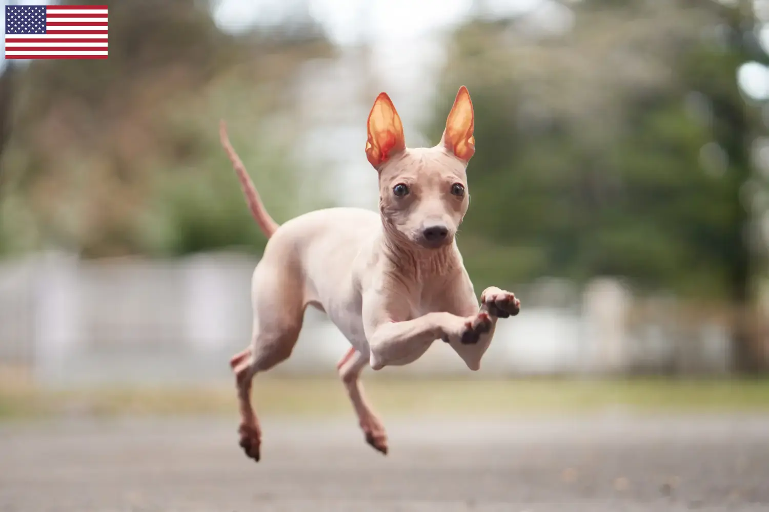 Read more about the article Criadores e cachorros de American Hairless Terrier nos EUA