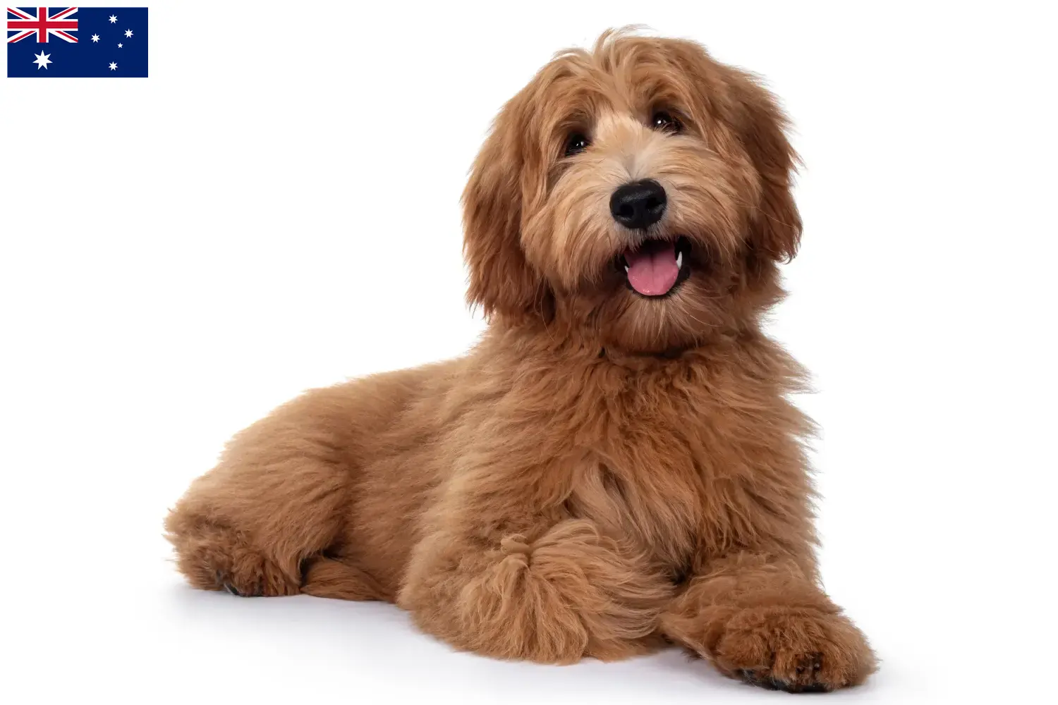 Read more about the article Australian Cobberdog criadores e cachorros na Austrália
