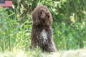 Read more about the article Criadores de Barbetes e cachorros nos EUA