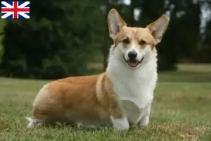 Read more about the article Criadores de Welsh Corgi e cachorros na Grã-Bretanha