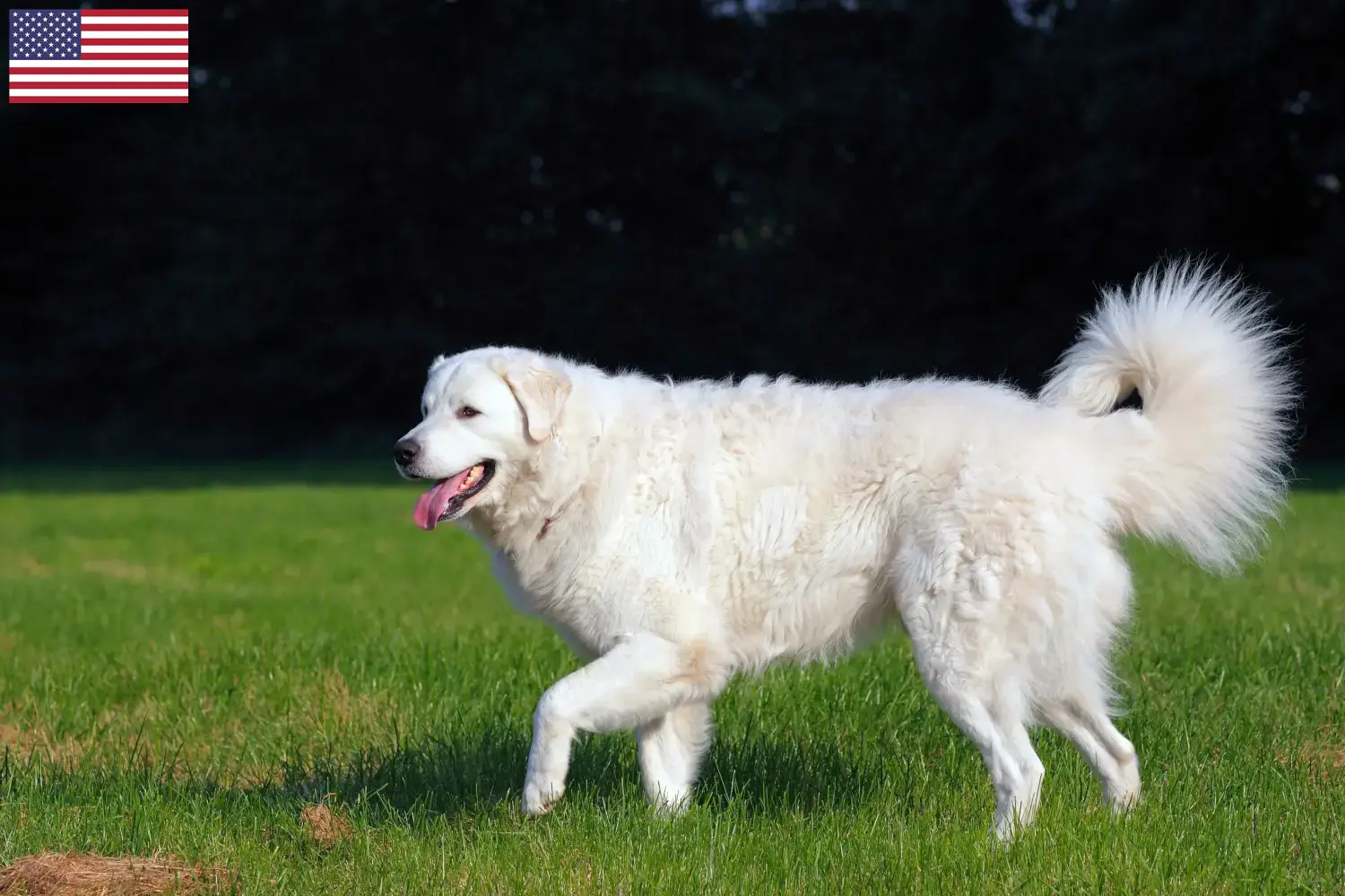 Read more about the article Criadores de Kuvasz e cachorros nos EUA