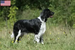 Read more about the article Criadores e cachorros de Springer Spaniel Inglês nos EUA