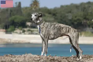 Read more about the article Criadores de Whippet e cachorros nos EUA